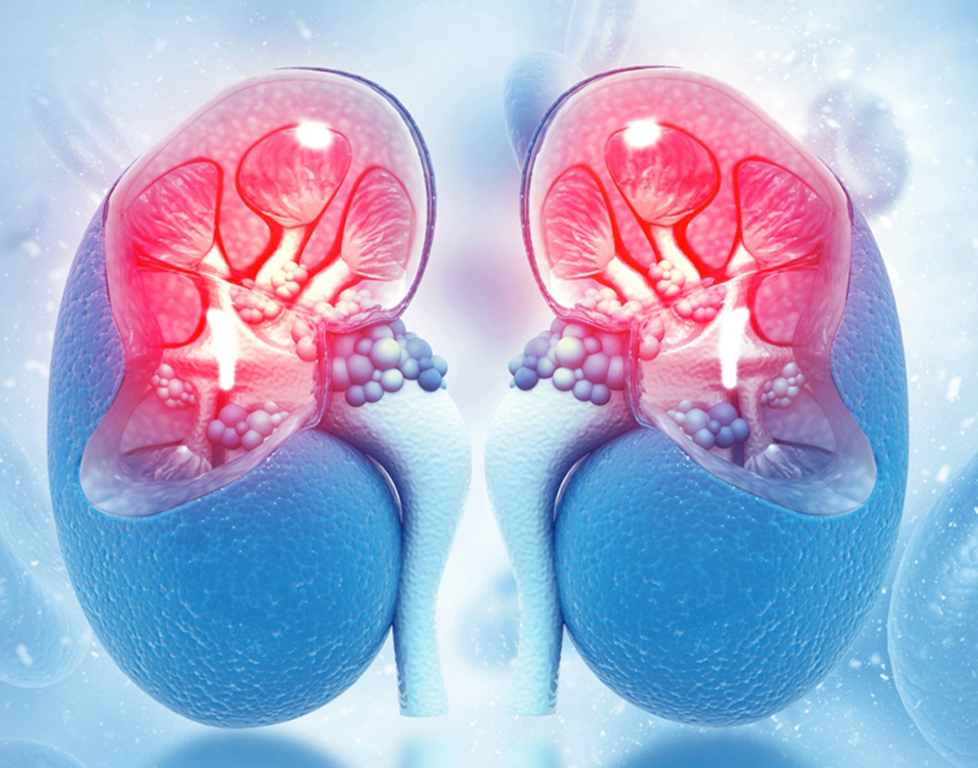 Renal Arteriography